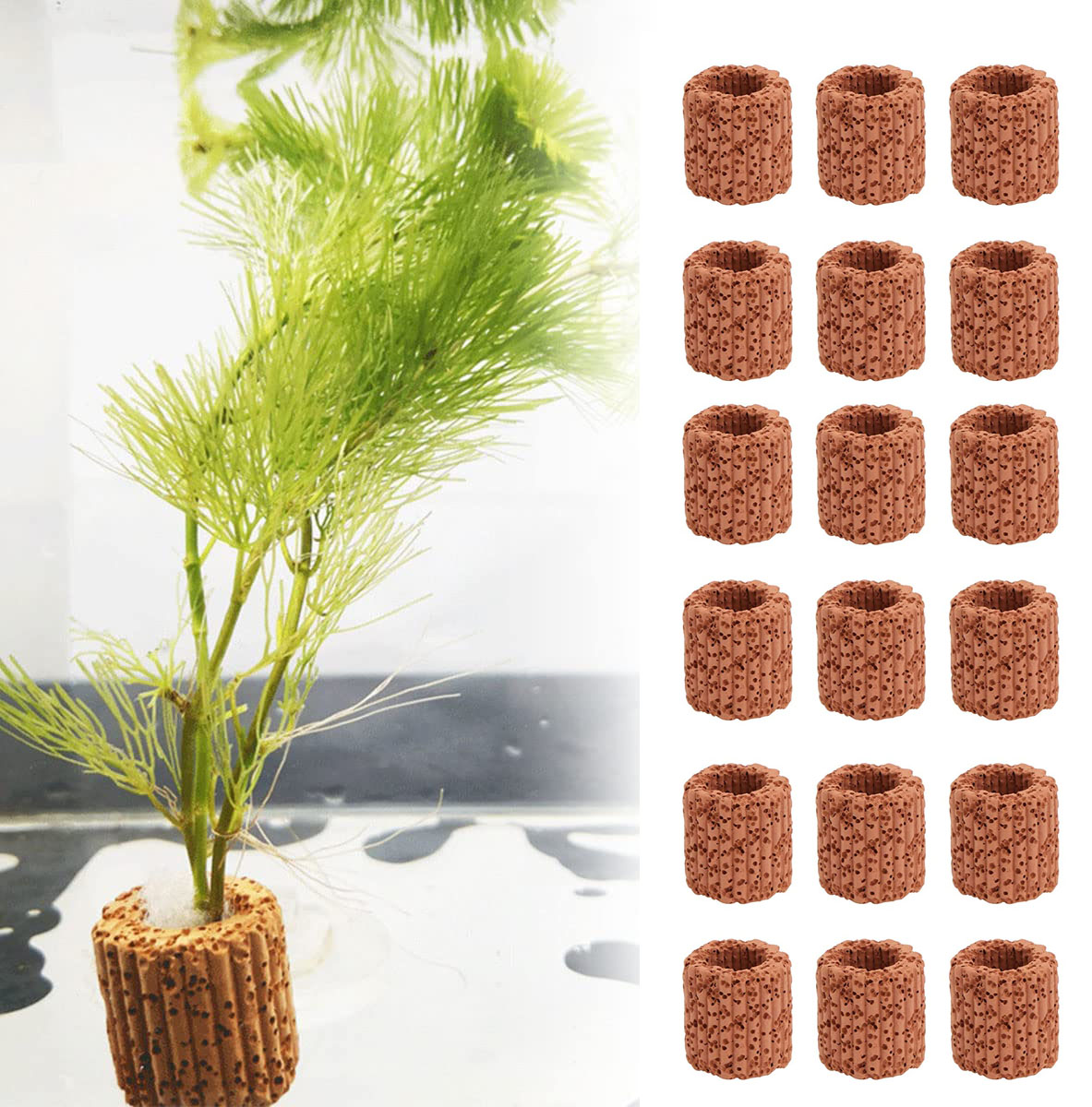 Aquarium Plant Live - Aquatic Water Plant Fixed Ring Base