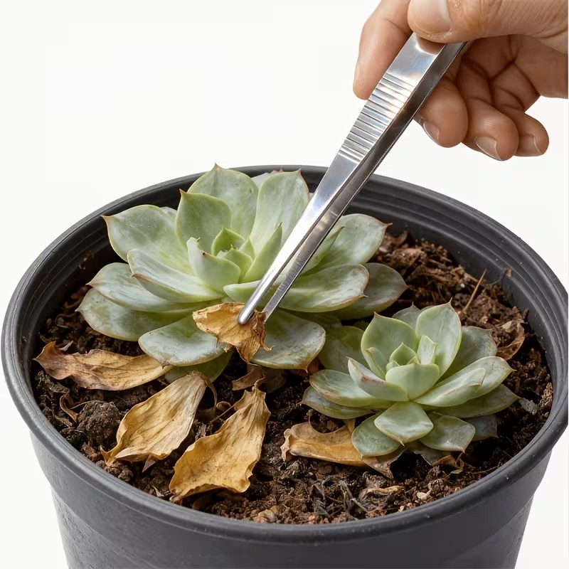 Planted Aquarium Tips - Conjunto de pinças de aço inoxidável