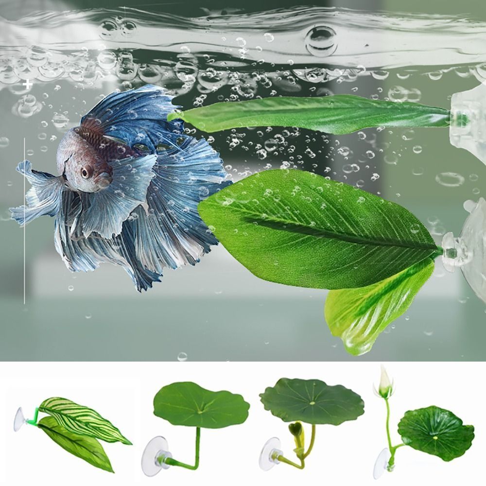 Folha de descanso de peixe bet - Aquarium Plant Live avaliação e preço