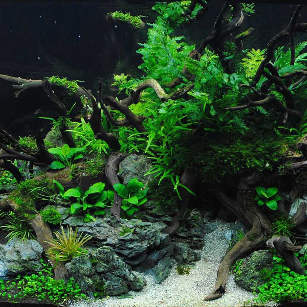 Tronco de Madeira Natural N1N  - Aquarium Plant Live avaliação e preço