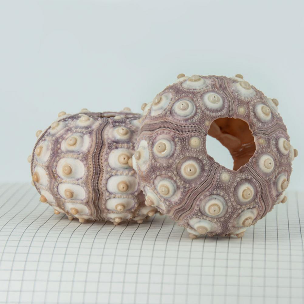 5cm-6cm concha do mar ornament - Planted Aquarium Air Stone avaliação e preço