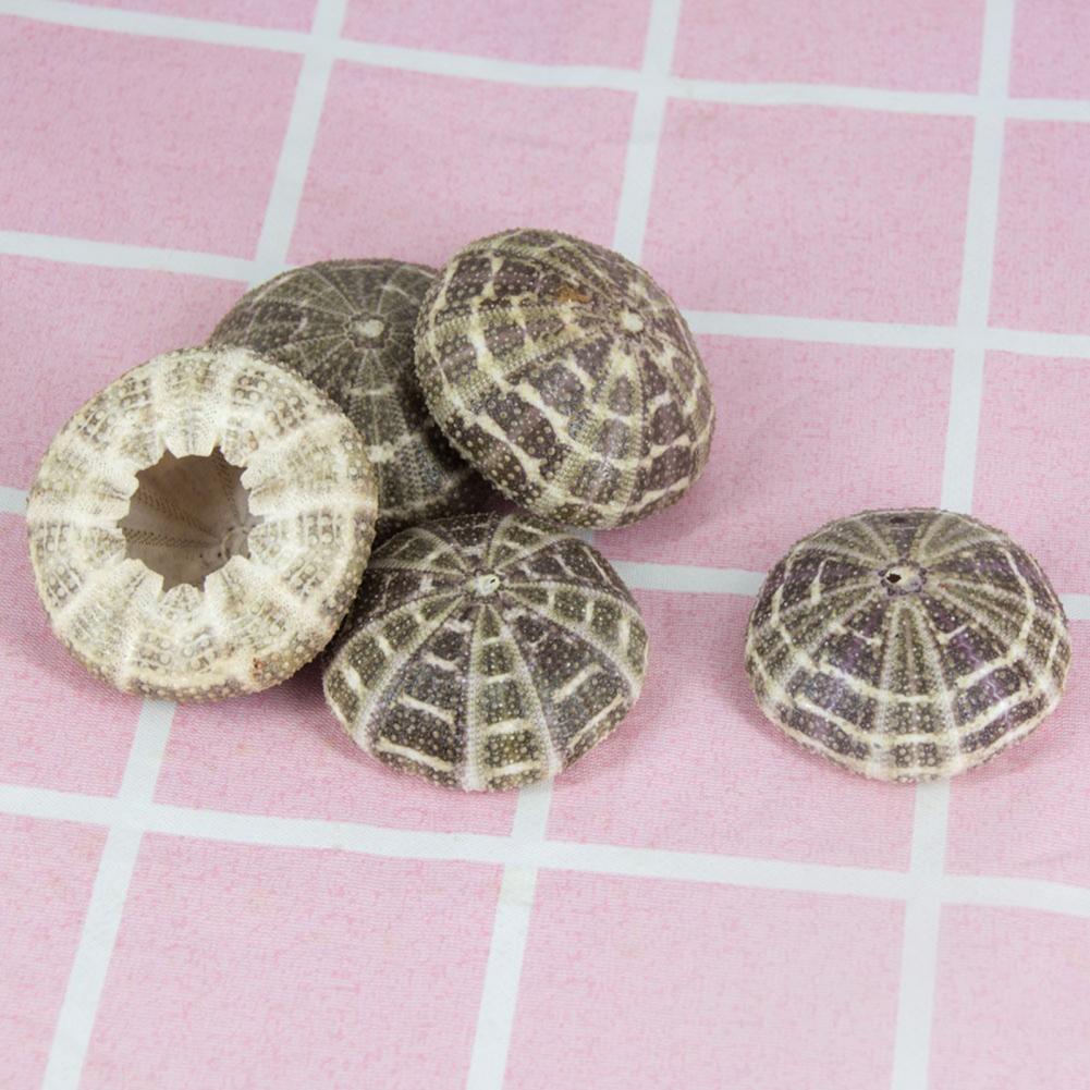 5cm-6cm concha do mar ornament - Planted Aquarium Air Stone avaliação e preço