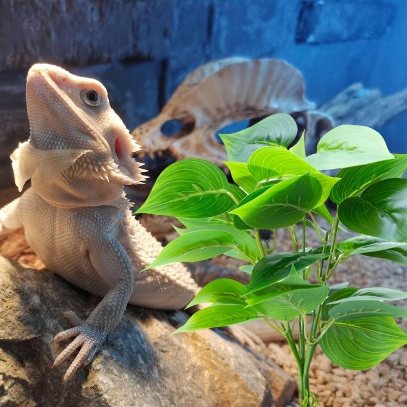Aquários aquários peixes pendu - Planted Aquarium With Fish avaliação e preço