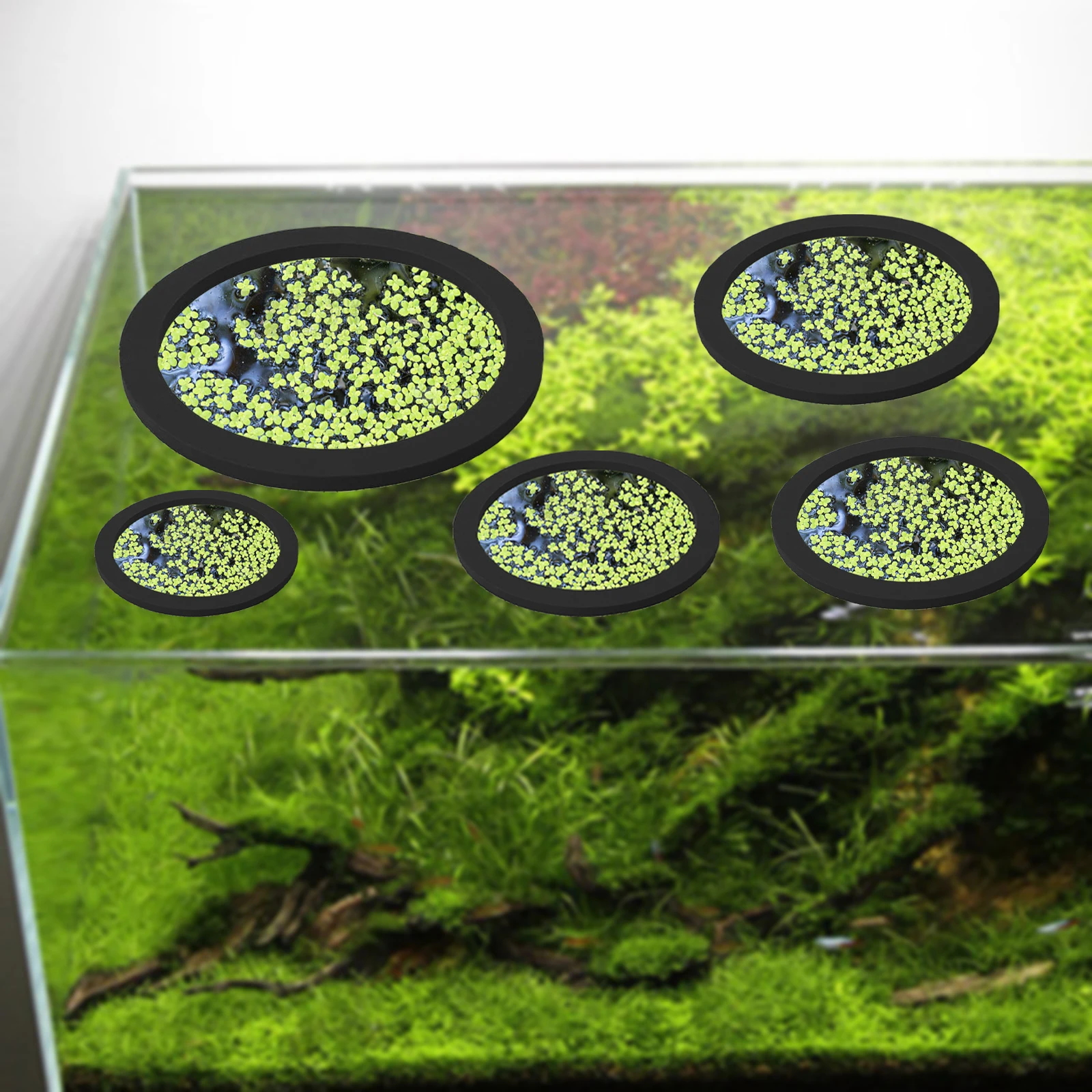 5 pçs eva anel de alimentação  - Planted Aquarium With Fish avaliação e preço