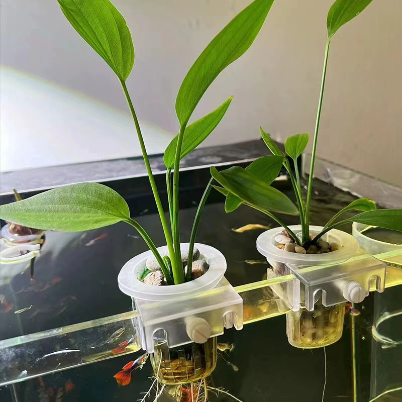 Cesta de plantio de aquário, s - Aquarium Plant Live avaliação e preço